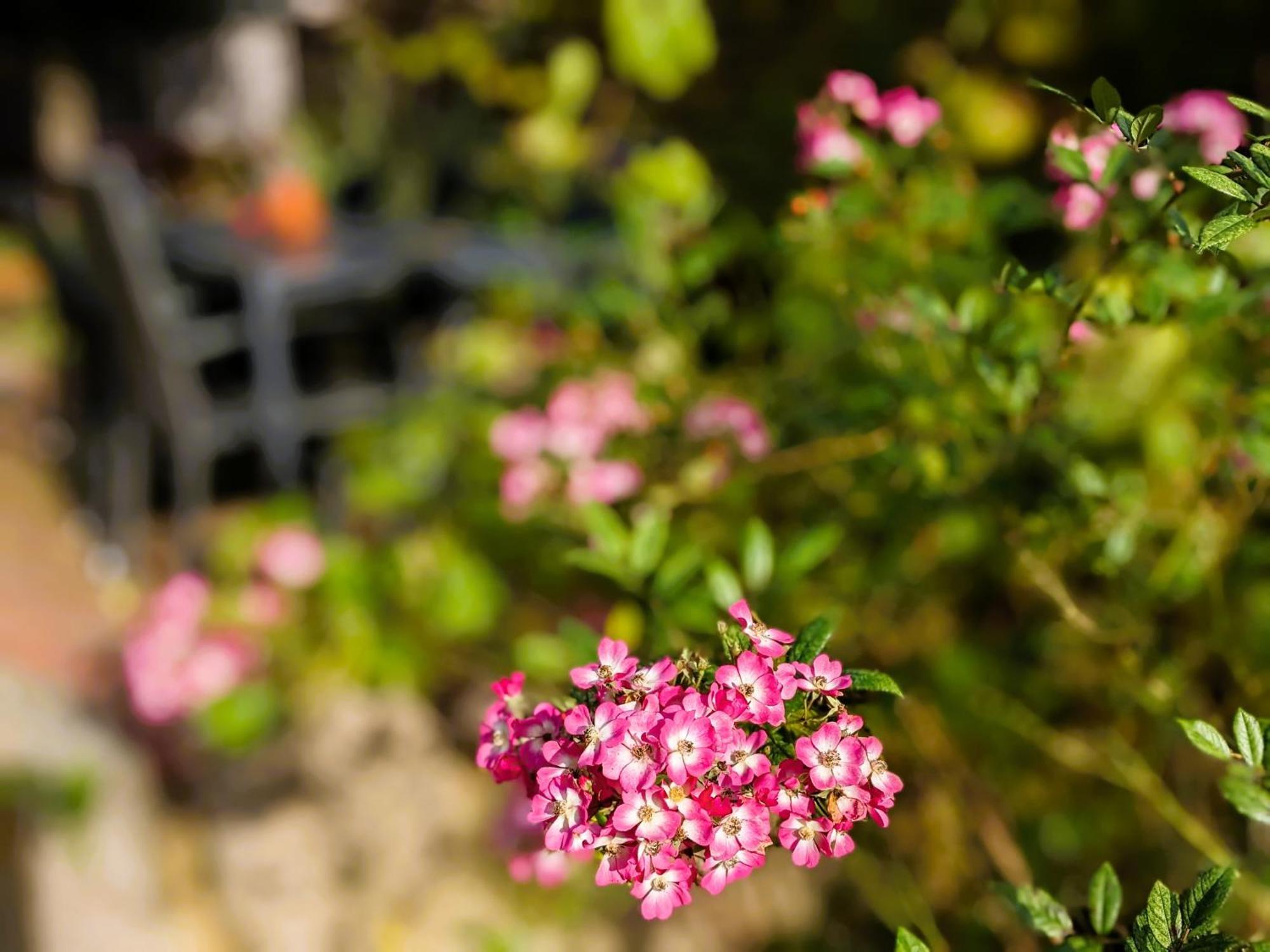 Ferienhaus Salvia Gremersdorf-Buchholz Ngoại thất bức ảnh