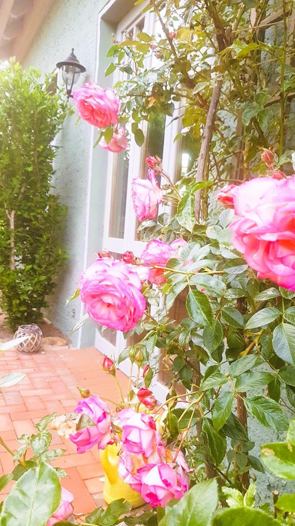 Ferienhaus Salvia Gremersdorf-Buchholz Ngoại thất bức ảnh
